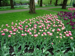 Keukenhof (80)